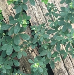 Genista monspessulana at O'Connor, ACT - 3 Sep 2021