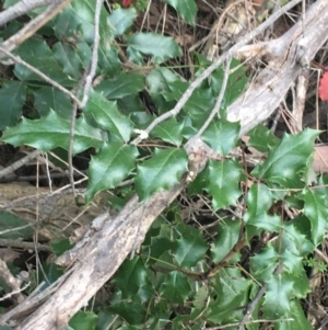 Berberis aquifolium at O'Connor, ACT - 3 Sep 2021