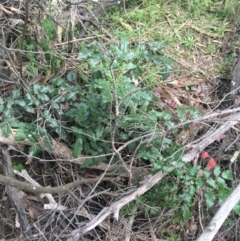 Berberis aquifolium at O'Connor, ACT - 3 Sep 2021 04:30 PM