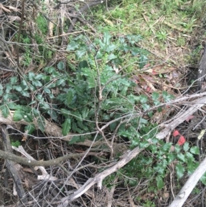 Berberis aquifolium at O'Connor, ACT - 3 Sep 2021