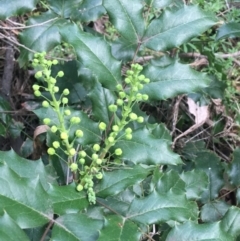 Berberis aquifolium at O'Connor, ACT - 3 Sep 2021 04:30 PM