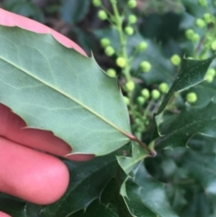 Berberis aquifolium at O'Connor, ACT - 3 Sep 2021 04:30 PM