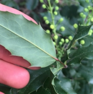 Berberis aquifolium at O'Connor, ACT - 3 Sep 2021