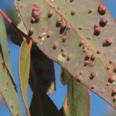 Glycaspis sp. (genus) (Unidentified sugary lerp) at Pollinator-friendly garden Conder - 15 Aug 2021 by michaelb