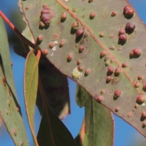 Glycaspis sp. (genus) at Conder, ACT - 15 Aug 2021 02:13 PM