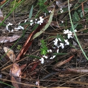 Hovea heterophylla at Downer, ACT - 4 Sep 2021 04:30 PM