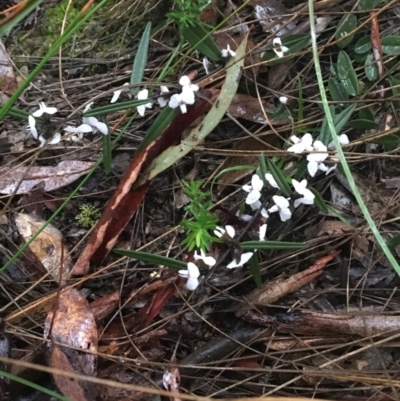 Hovea heterophylla (Common Hovea) at Black Mountain - 4 Sep 2021 by Ned_Johnston