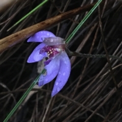 Cyanicula caerulea (Blue Fingers, Blue Fairies) at Downer, ACT - 4 Sep 2021 by NedJohnston
