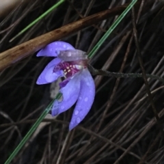 Cyanicula caerulea (Blue Fingers, Blue Fairies) at Black Mountain - 4 Sep 2021 by Ned_Johnston