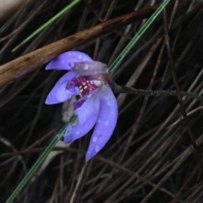 Cyanicula caerulea (Blue Fingers, Blue Fairies) at Downer, ACT - 4 Sep 2021 by Ned_Johnston