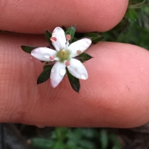 Rhytidosporum procumbens at Downer, ACT - 4 Sep 2021