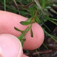 Rhytidosporum procumbens at Downer, ACT - 4 Sep 2021