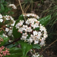 Viburnum tinus at Acton, ACT - 4 Sep 2021