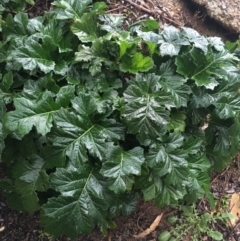 Acanthus mollis (Bear's Breeches, Oyster Plant) at Acton, ACT - 4 Sep 2021 by NedJohnston