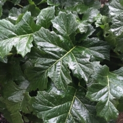 Acanthus mollis at Acton, ACT - 4 Sep 2021