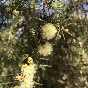 Melaleuca nodosa at Evans Head, NSW - 6 Sep 2021