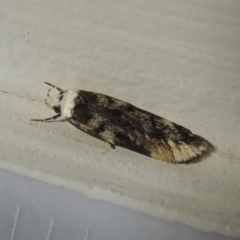 Endrosis sarcitrella (White-shouldered House Moth) at Conder, ACT - 20 Aug 2021 by MichaelBedingfield