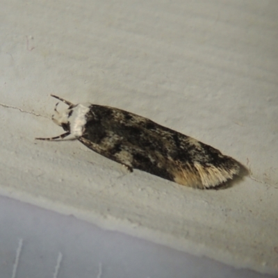 Endrosis sarcitrella (White-shouldered House Moth) at Conder, ACT - 20 Aug 2021 by MichaelBedingfield