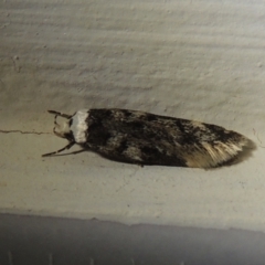 Endrosis sarcitrella at Conder, ACT - 20 Aug 2021 07:44 PM