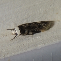 Endrosis sarcitrella at Conder, ACT - 20 Aug 2021