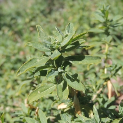 Atriplex semibaccata (Creeping Saltbush) at Tharwa, ACT - 21 Aug 2021 by MichaelBedingfield