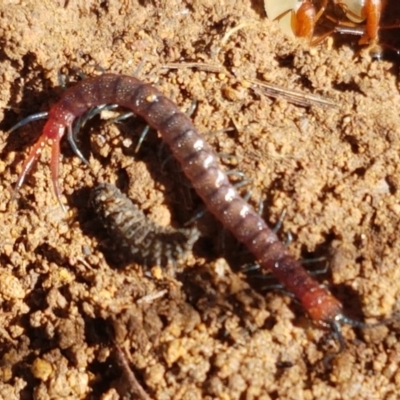 Scolopendromorpha (order) (A centipede) at Holt, ACT - 6 Sep 2021 by trevorpreston