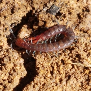 Scolopendromorpha (order) at Holt, ACT - 6 Sep 2021 10:36 AM