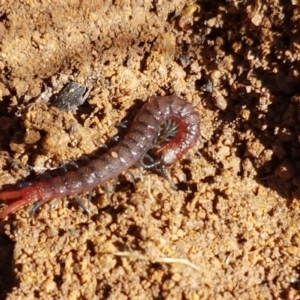 Scolopendromorpha (order) at Holt, ACT - 6 Sep 2021 10:36 AM