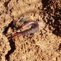 Scolopendromorpha (order) at Holt, ACT - 6 Sep 2021 10:36 AM