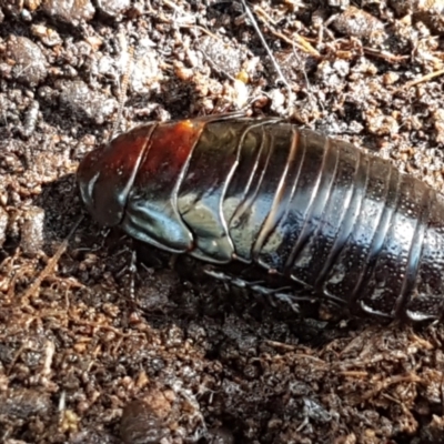 Panesthia australis (Common wood cockroach) at Weetangera, ACT - 6 Sep 2021 by trevorpreston