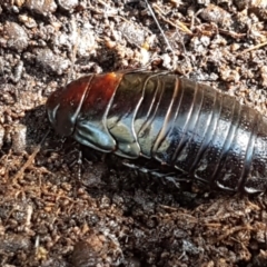 Panesthia australis (Common wood cockroach) at Weetangera, ACT - 6 Sep 2021 by tpreston