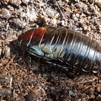 Panesthia australis (Common wood cockroach) at The Pinnacle - 6 Sep 2021 by tpreston