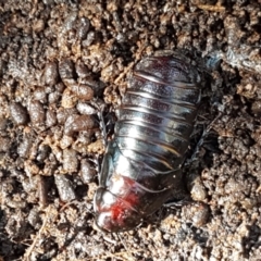 Panesthia australis at Weetangera, ACT - 6 Sep 2021