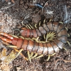 Cormocephalus aurantiipes (Orange-legged Centipede) at Weetangera, ACT - 6 Sep 2021 by trevorpreston