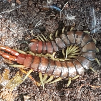 Cormocephalus aurantiipes (Orange-legged Centipede) at Weetangera, ACT - 6 Sep 2021 by trevorpreston