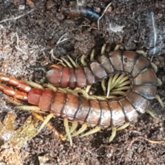 Cormocephalus aurantiipes (Orange-legged Centipede) at Weetangera, ACT - 6 Sep 2021 by tpreston