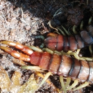 Cormocephalus aurantiipes at Weetangera, ACT - 6 Sep 2021