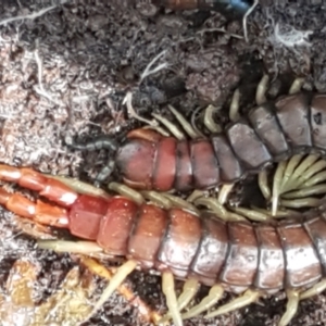 Cormocephalus aurantiipes at Weetangera, ACT - 6 Sep 2021