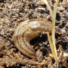 Ambigolimax nyctelia (Striped Field Slug) at Weetangera, ACT - 6 Sep 2021 by tpreston