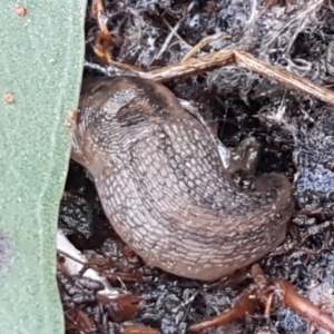 Ambigolimax sp. (valentius and waterstoni) at Weetangera, ACT - 6 Sep 2021 10:42 AM