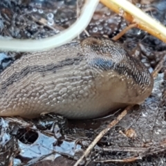 Ambigolimax sp. (valentius and waterstoni) at Weetangera, ACT - 6 Sep 2021 10:42 AM