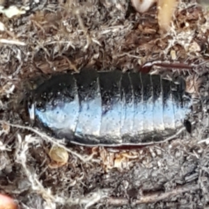 Platyzosteria similis at Weetangera, ACT - 6 Sep 2021 10:46 AM