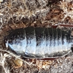 Platyzosteria similis at Weetangera, ACT - 6 Sep 2021