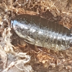 Platyzosteria similis at Weetangera, ACT - 6 Sep 2021 10:46 AM