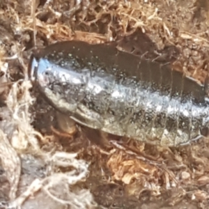 Platyzosteria similis at Weetangera, ACT - 6 Sep 2021 10:46 AM