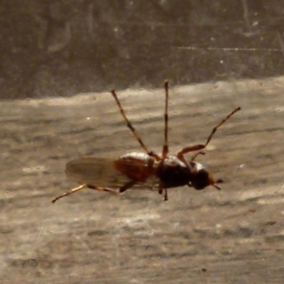 Pyrgotidae sp. (family) (A pyrgotid fly) at Boro, NSW - 3 Sep 2021 by Paul4K