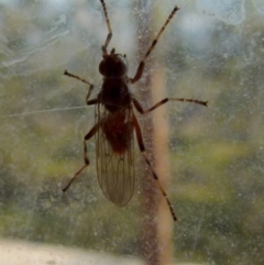 Pyrgotidae sp. (family) at Boro, NSW - suppressed