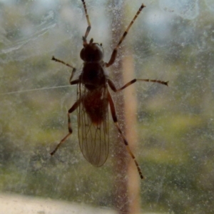 Pyrgotidae sp. (family) at Boro, NSW - suppressed