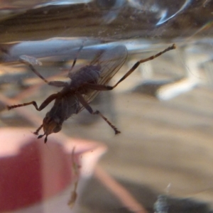 Pyrgotidae sp. (family) at Boro, NSW - suppressed