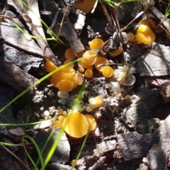 Phaeohelotium (Discinella terrestris aggregate) at Holt, ACT - 6 Sep 2021